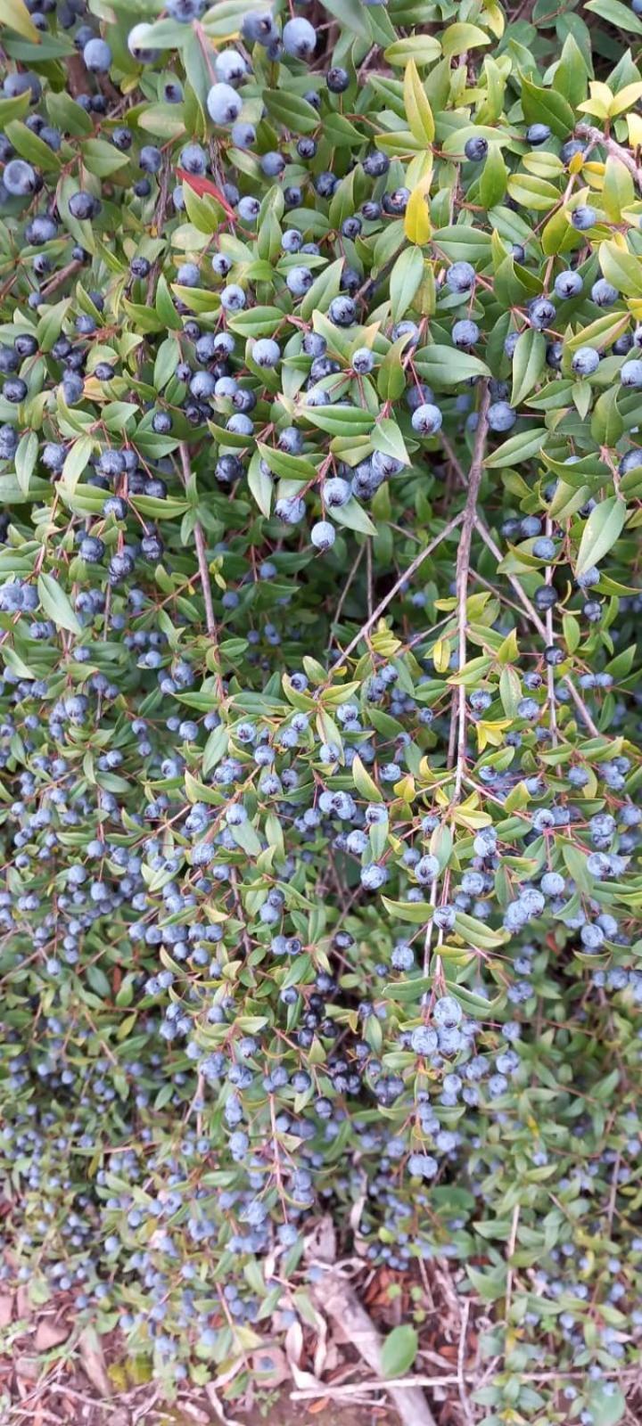 Agriturismo Su Tiresi كالا غونوني المظهر الخارجي الصورة
