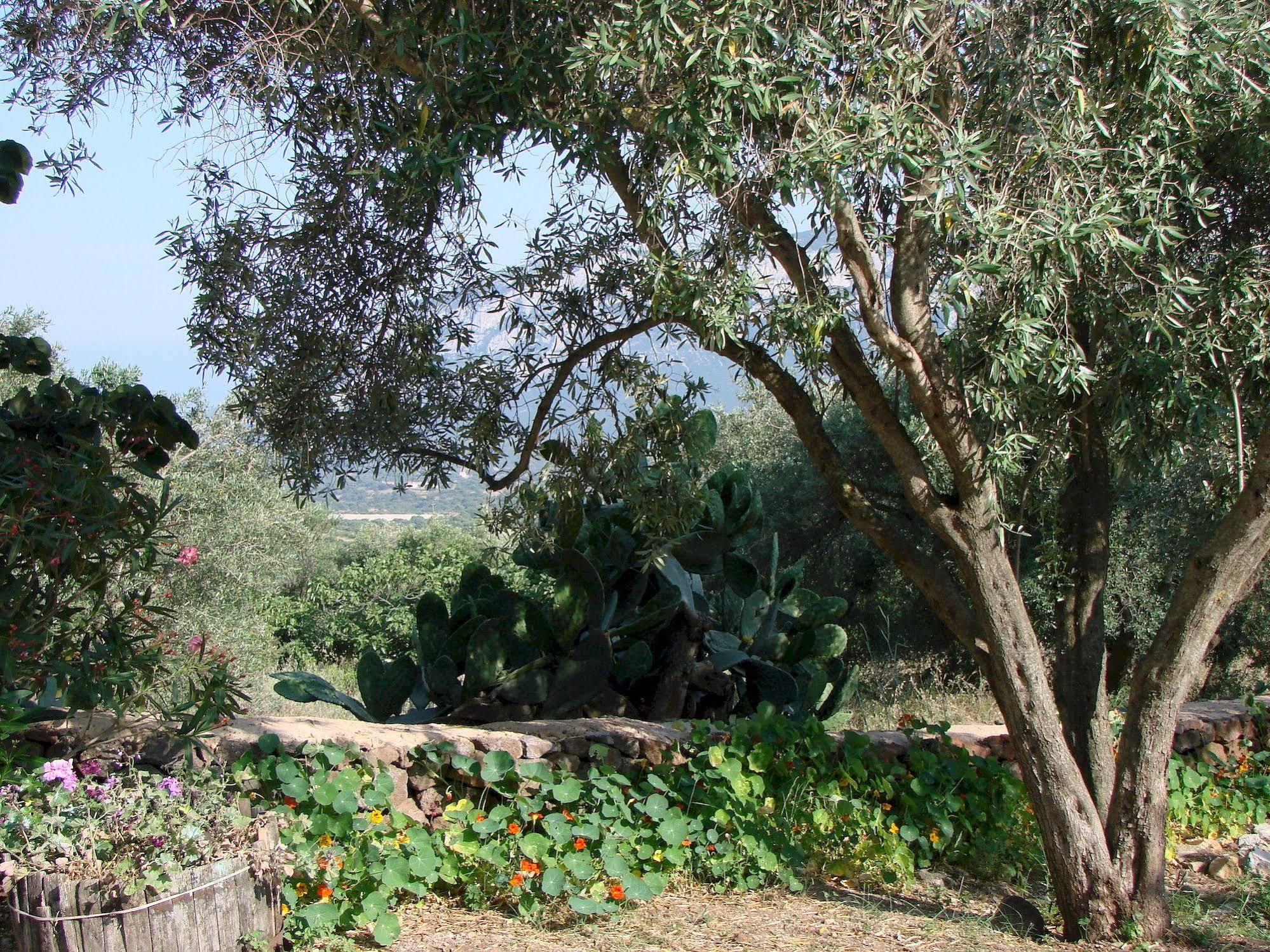 Agriturismo Su Tiresi كالا غونوني المظهر الخارجي الصورة