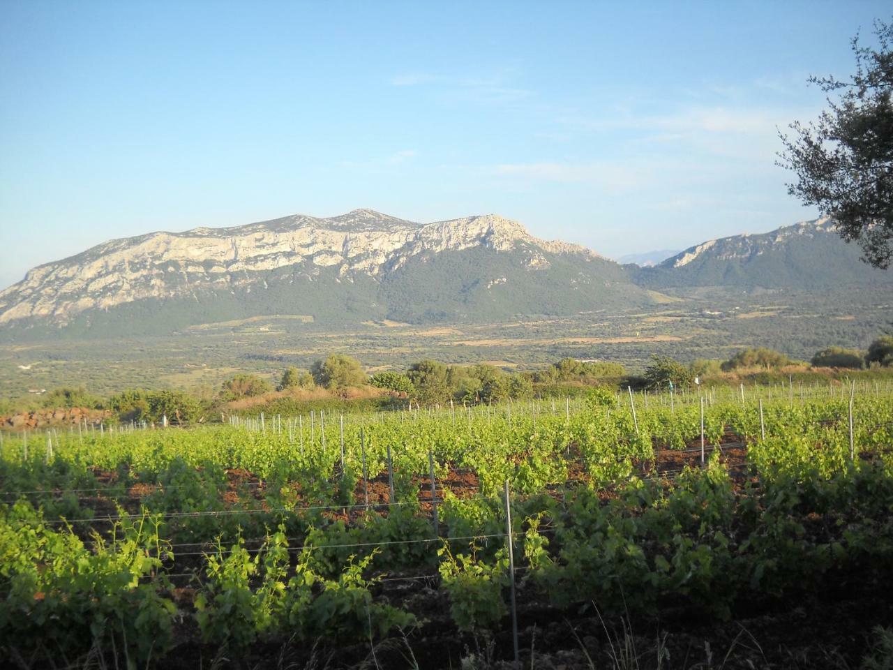 Agriturismo Su Tiresi كالا غونوني المظهر الخارجي الصورة